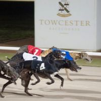 The Thrill of the Track! Brand New Greyhound Racing at Towcester at Towcester Racecourse