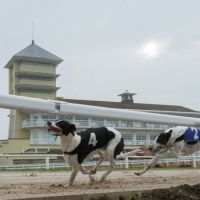 The Thrill of the Track! Brand New Greyhound Racing at Towcester at Towcester Racecourse